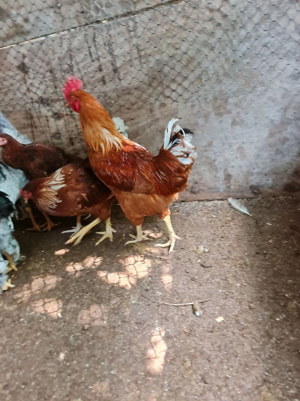 Galo rhodia ou Embrapa 51, 100.00.