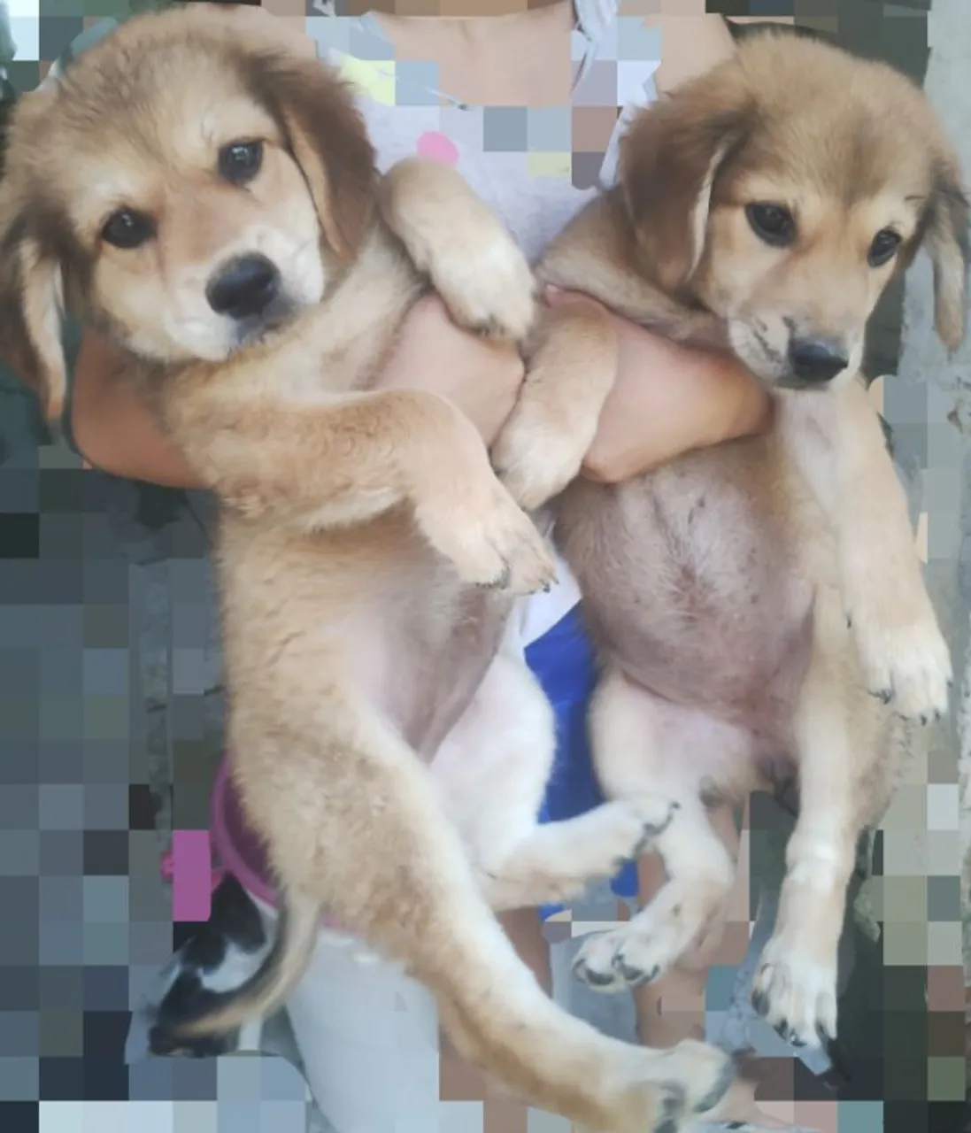 Filhotes fêmea, pai chow-chow leia o anúncio