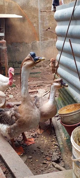 Lindo casal saudável já entrou na postura, - Foto 3