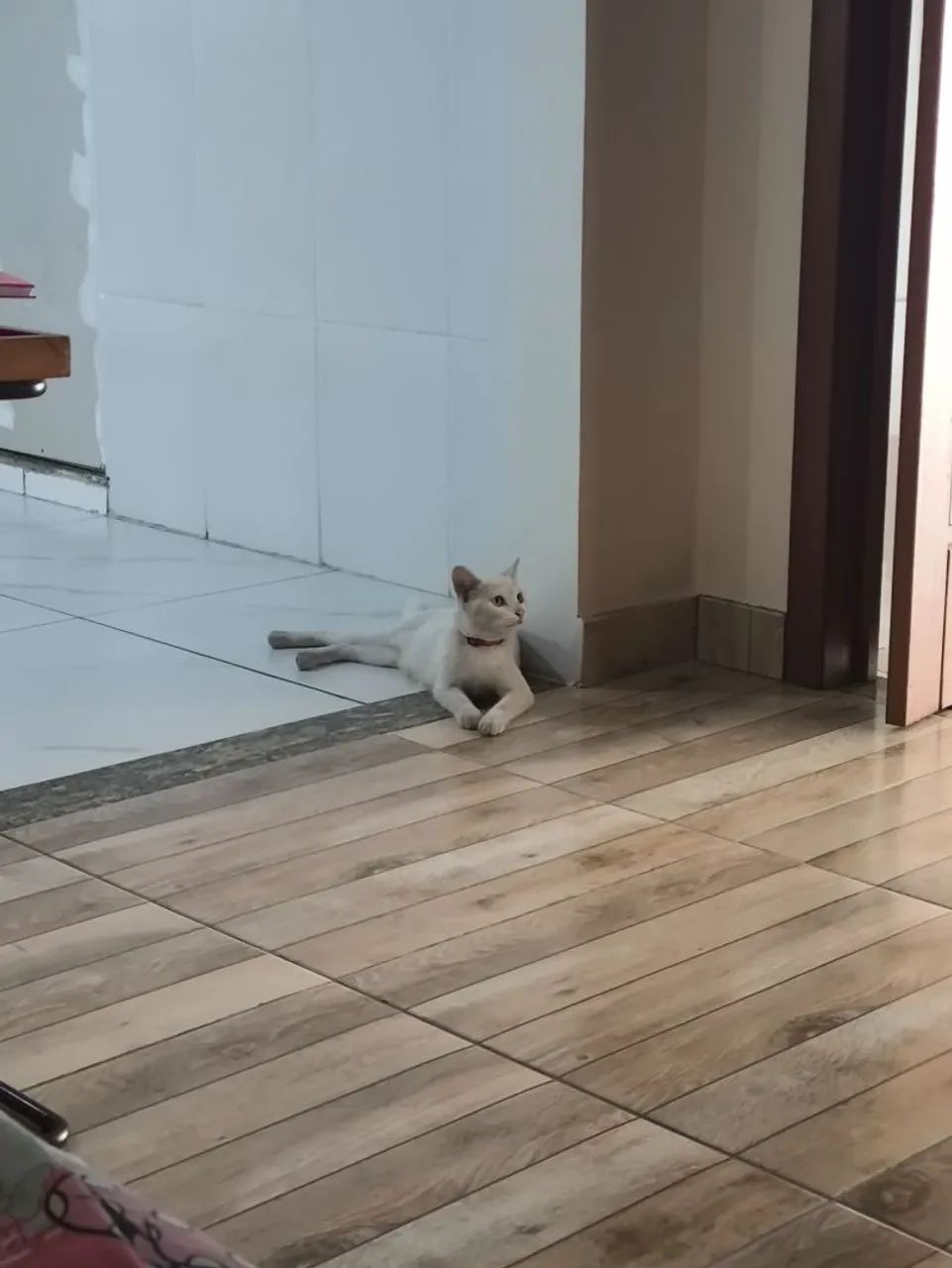 Gata branca disponível para adoção - Foto 5