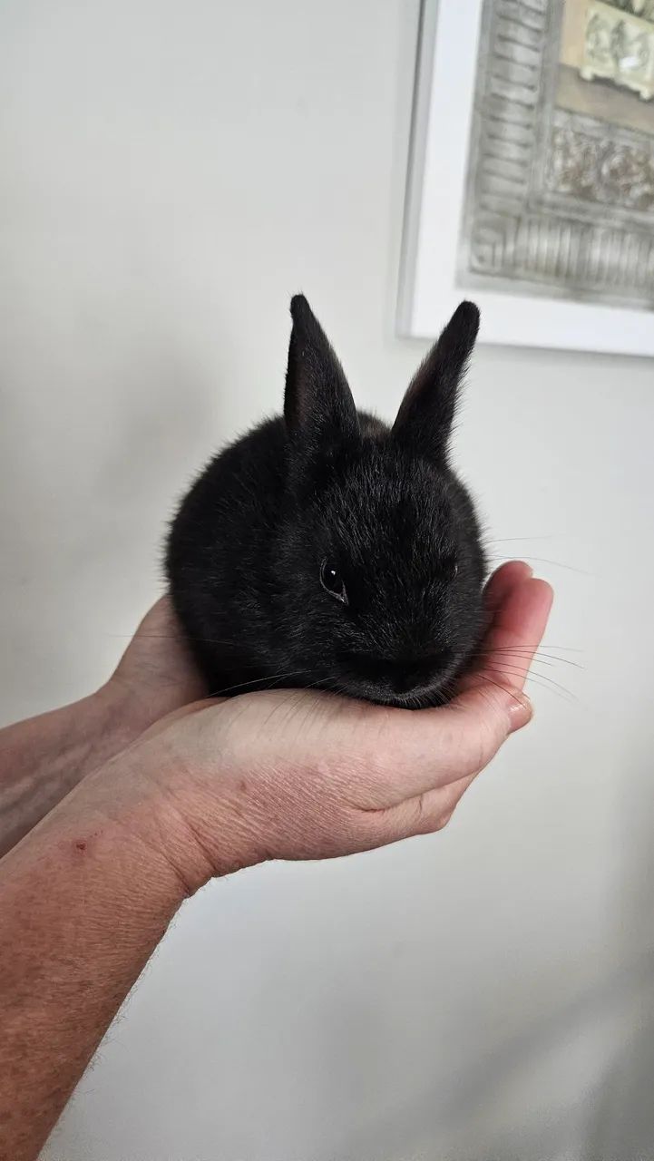 Coelho mini anão Black  - Foto 3
