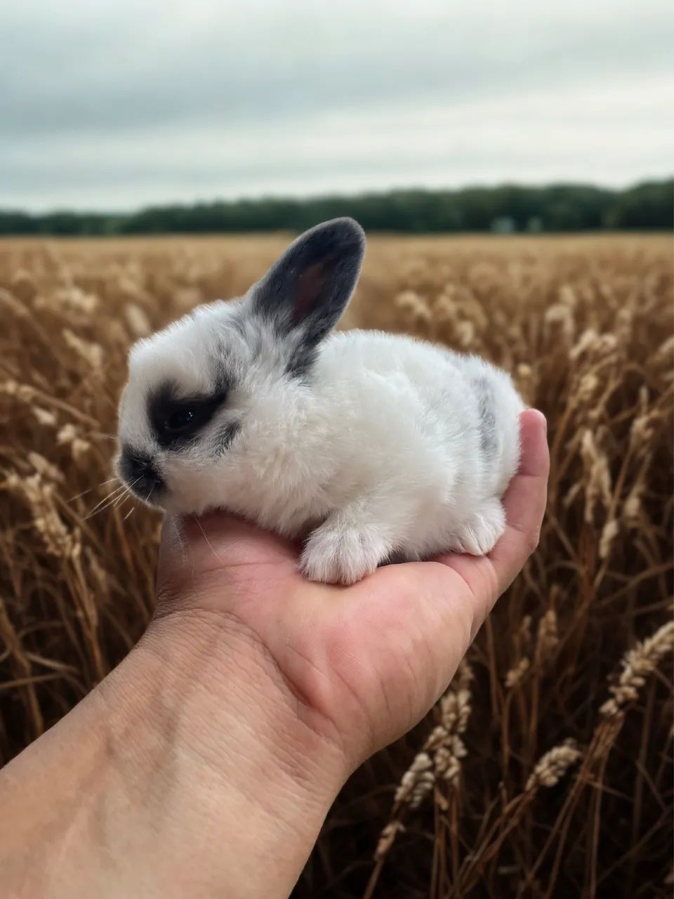 Coelhinhos Filhotes - Lindos e Saudáveis ?