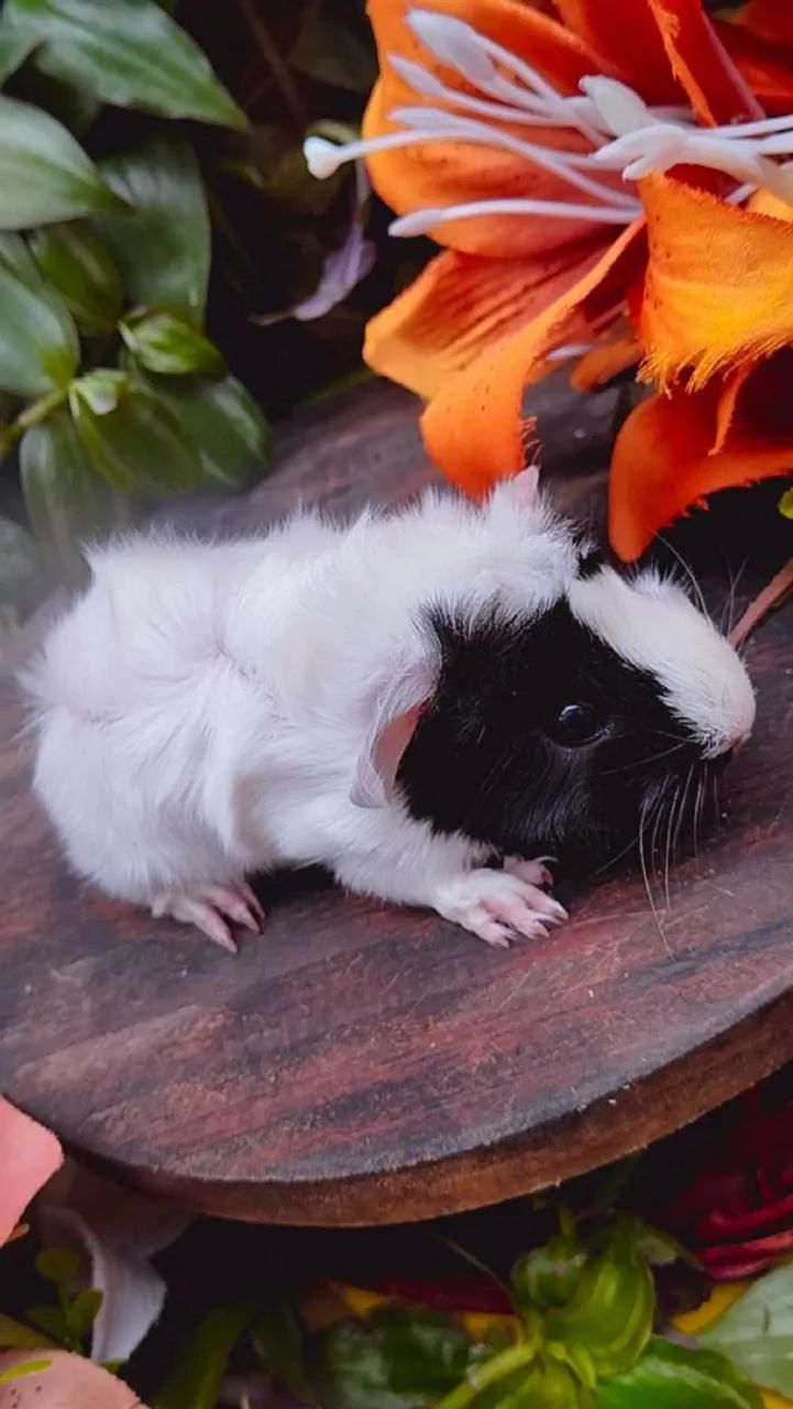 Lindo Porquinho-da-Índia fêmea angorá 