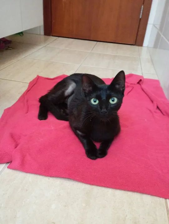 Gata preta linda para adoção somente lar telado - Foto 4
