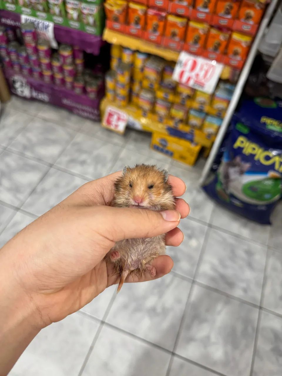 hamster  - Foto 2