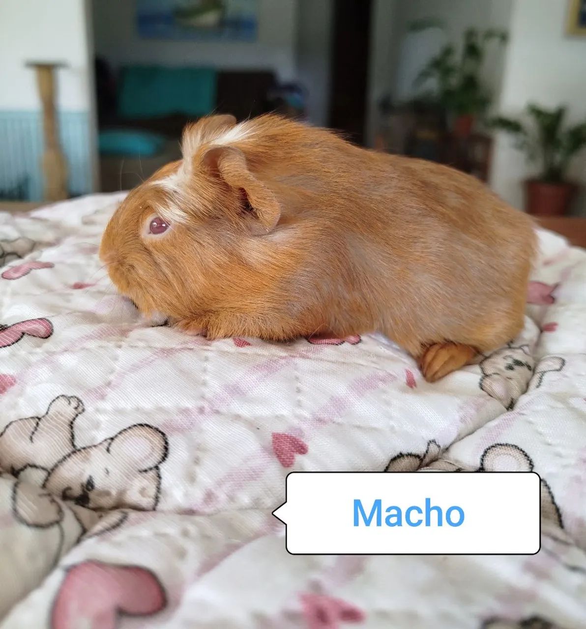 Porquinho da índia Filhotes - Foto 5