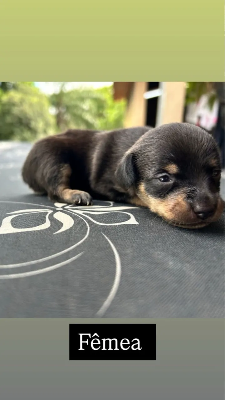 Vendo dois pinscher