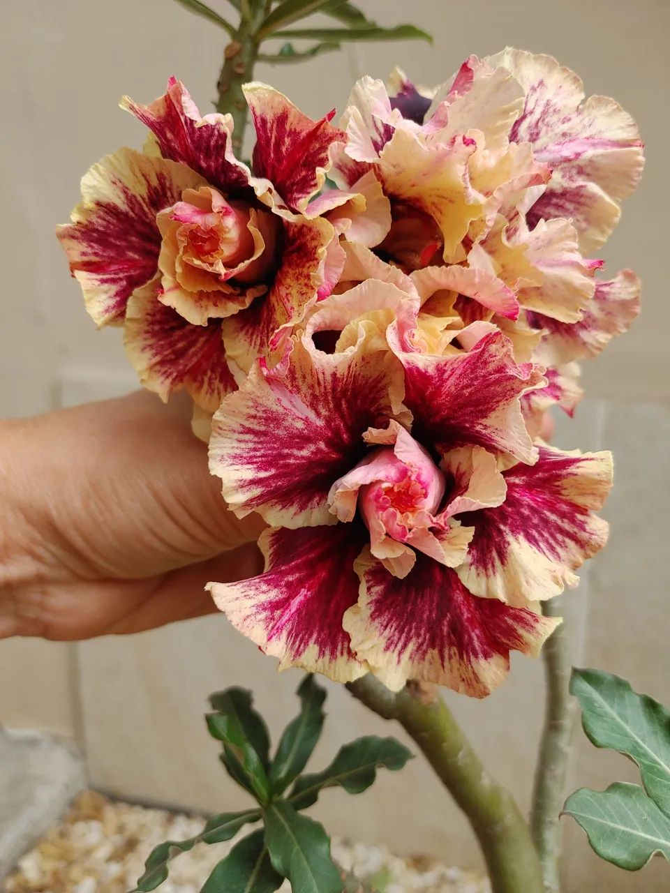 Rosa do deserto64305624404995120