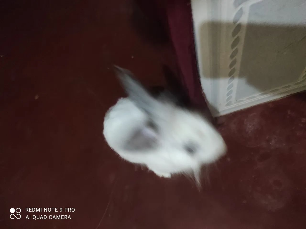 Coelhinho Lion Branco - Foto 5