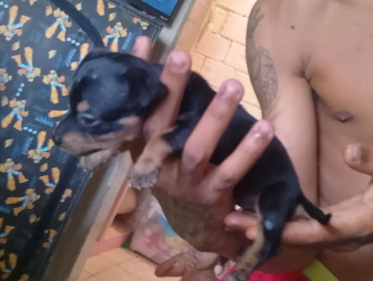 Filhote de Pinscher Miniatura