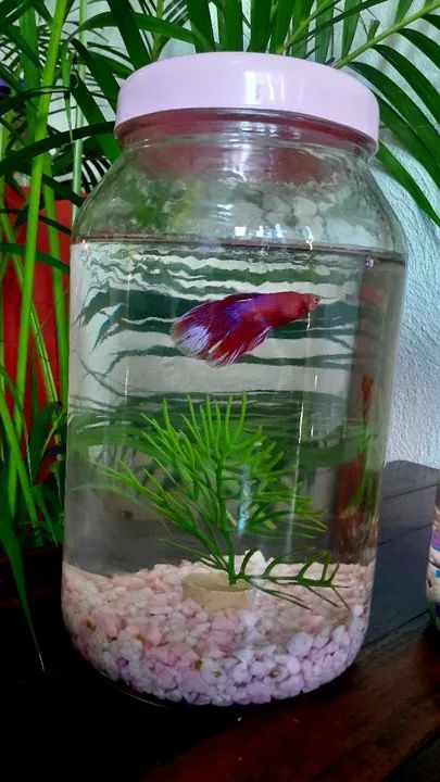 Aquário completo - Foto 2