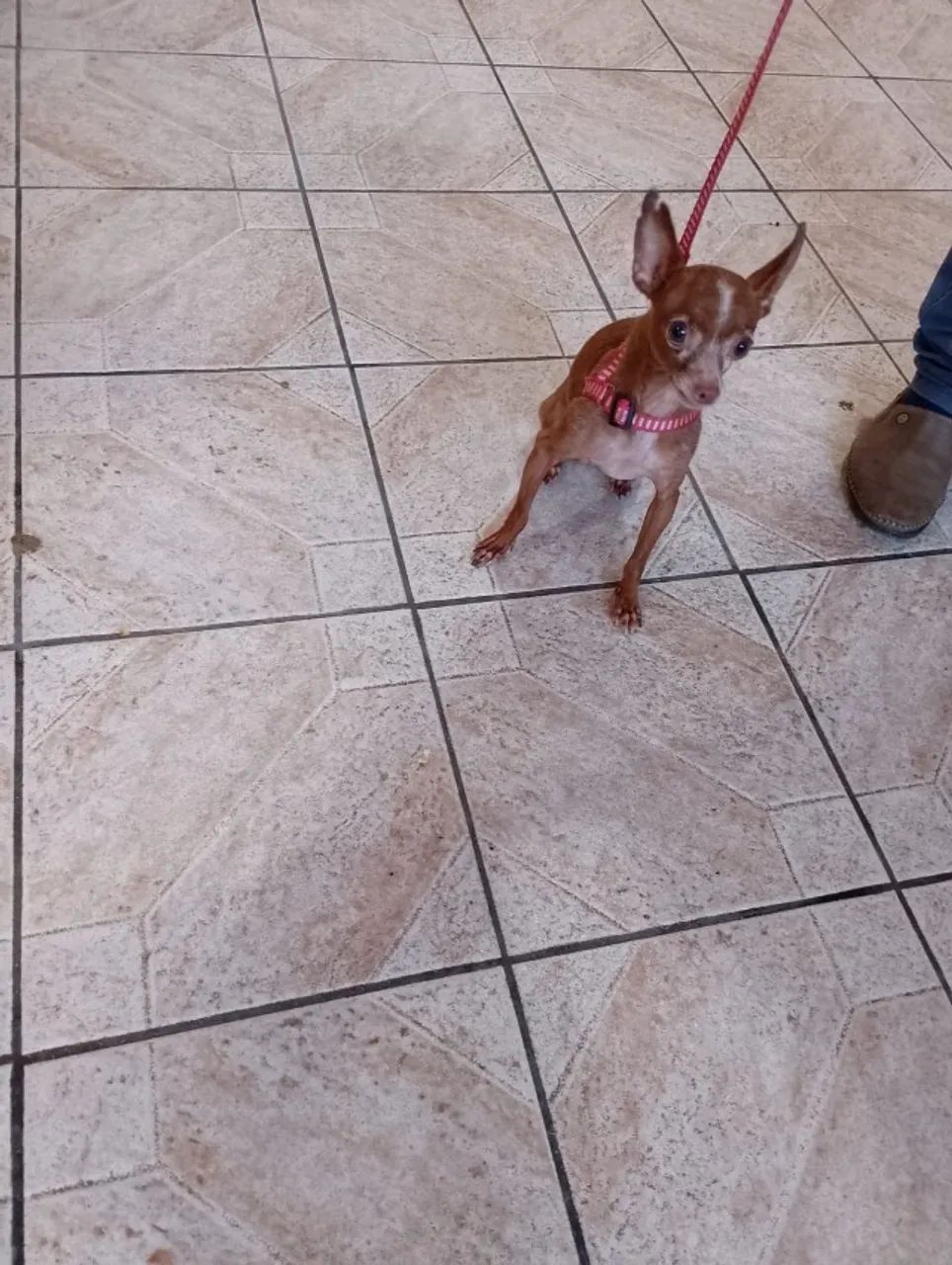 Pinscher Macho - Foto 5