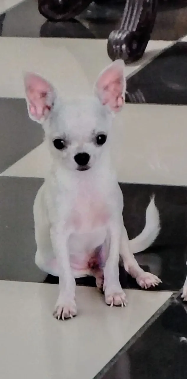 Chihuahua Filhote - Pelagem Branca