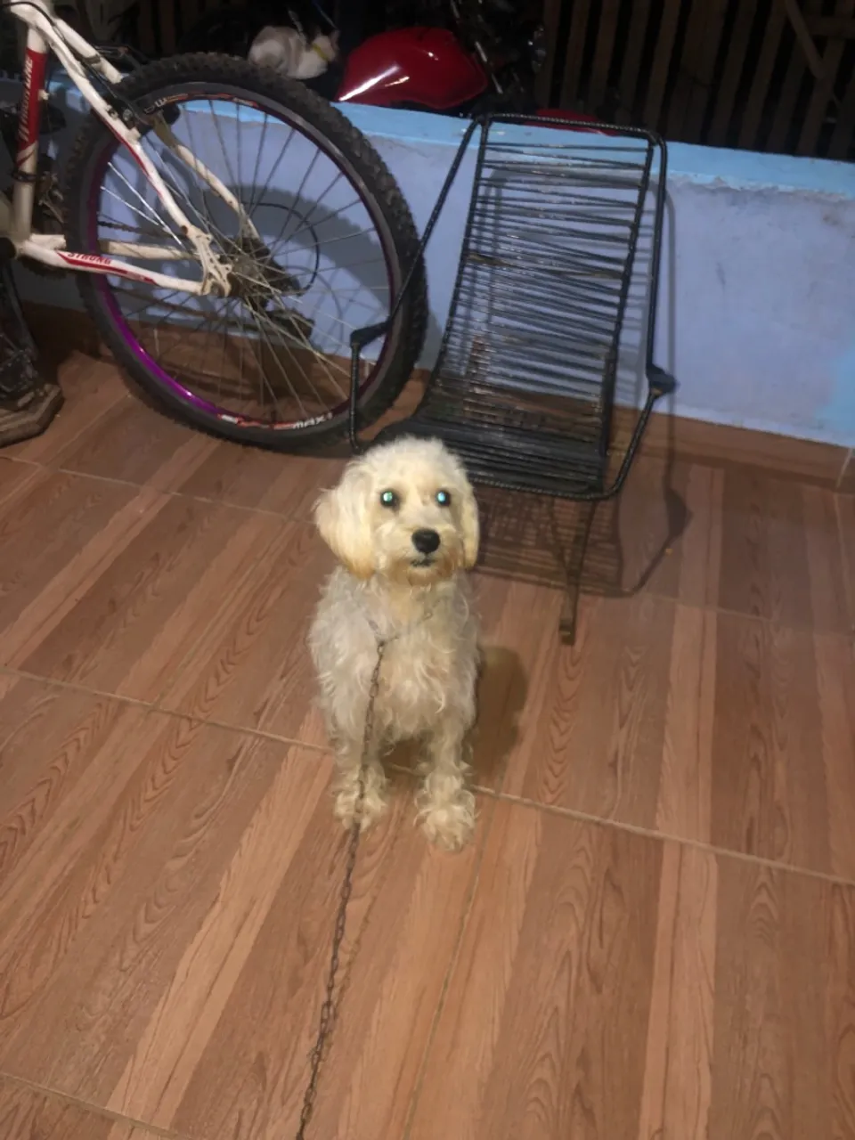 Poodle à procura de uma namorada!