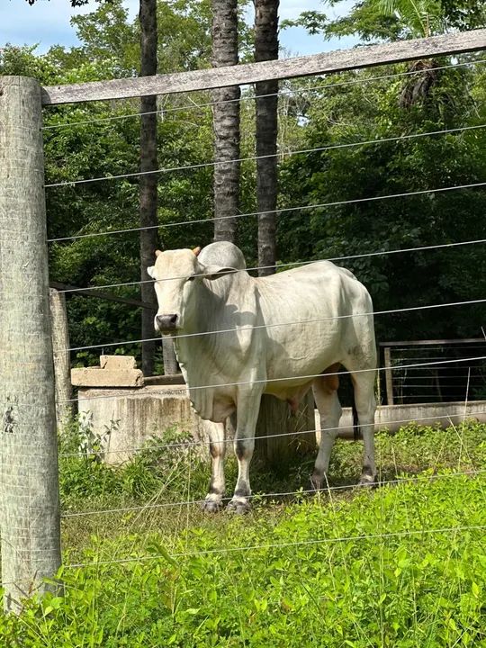 Vende-se 18 vacas Nelore - Foto 4