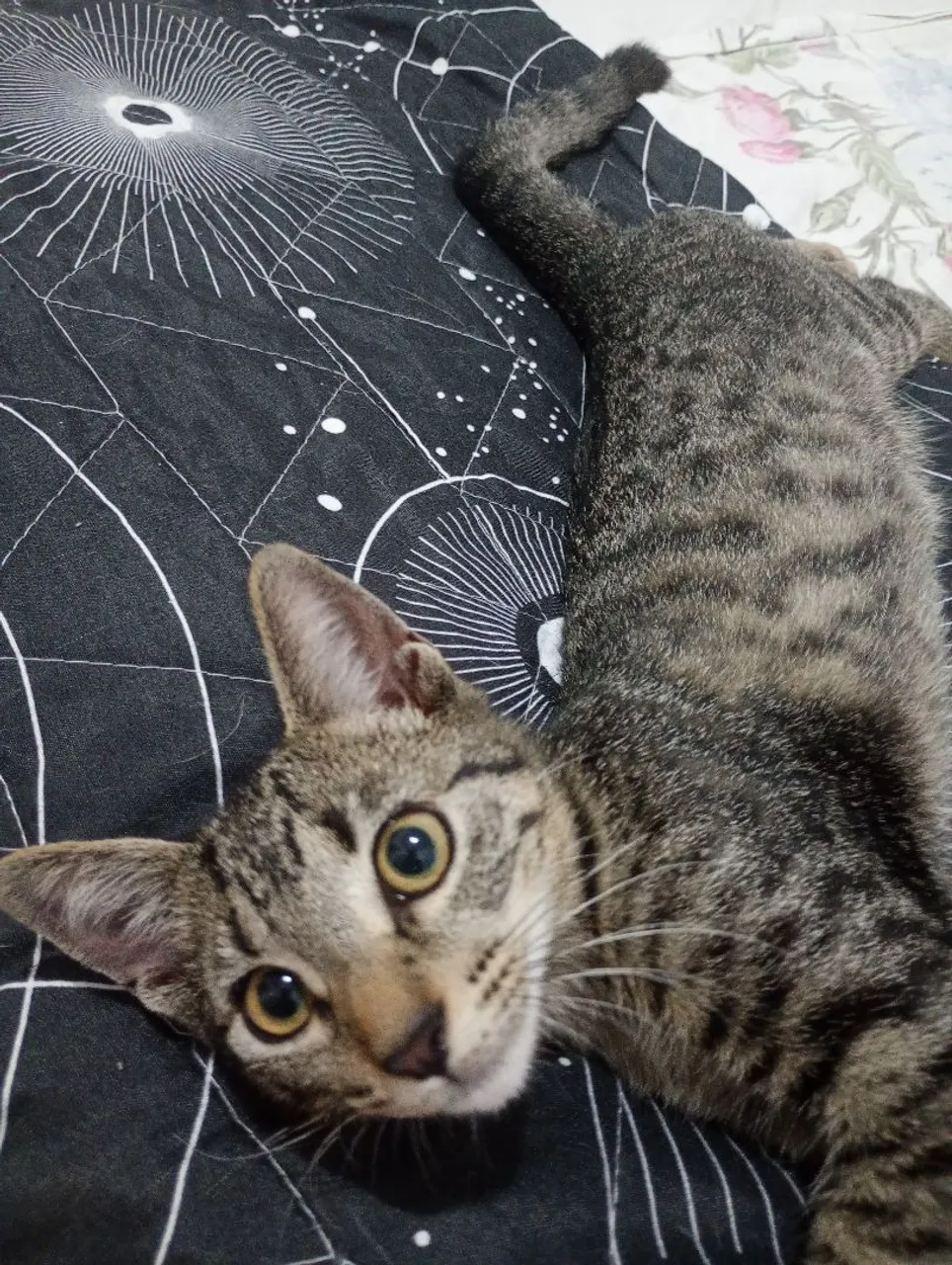 Gatinho Tigrado para adoção