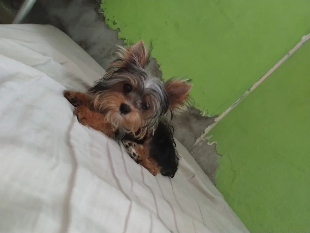 Yorkshire Terrier toy  procurando uma namorada 