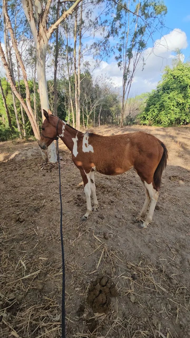 Linda potra mangalarga  - Foto 6