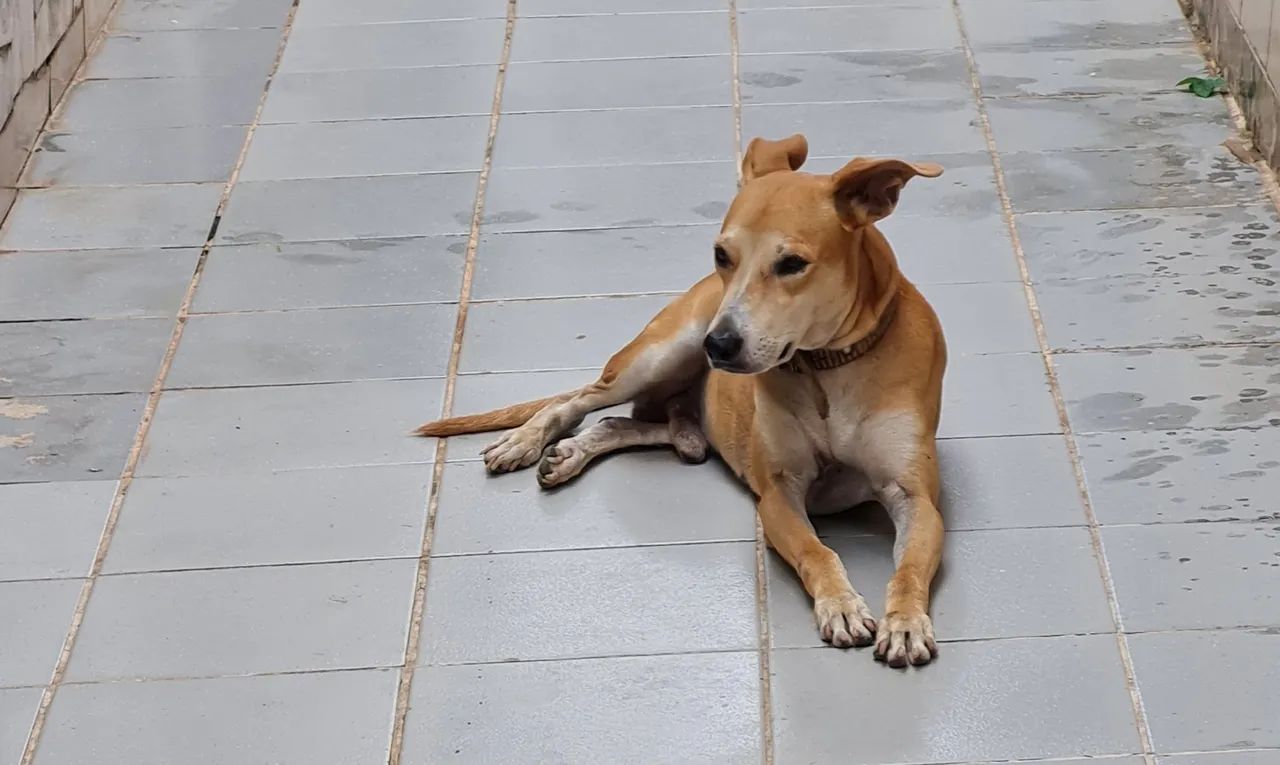 Cão de porte médio para adoção
