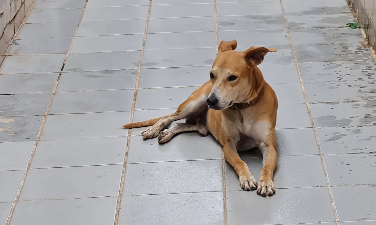 Cão de porte médio para adoção