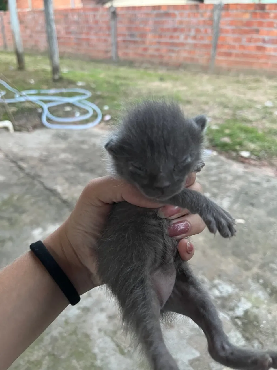 Gatinhos para adoção urgente 