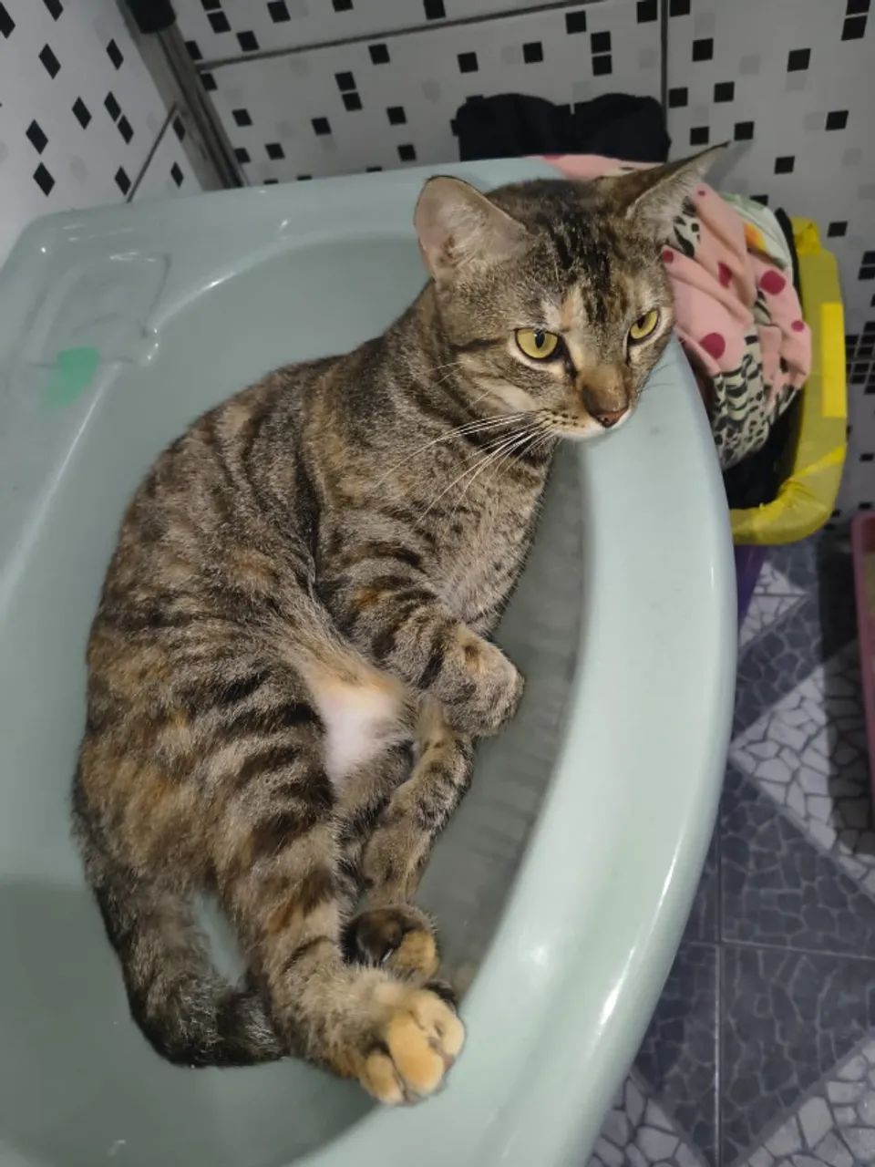 GATOS - Foto 3