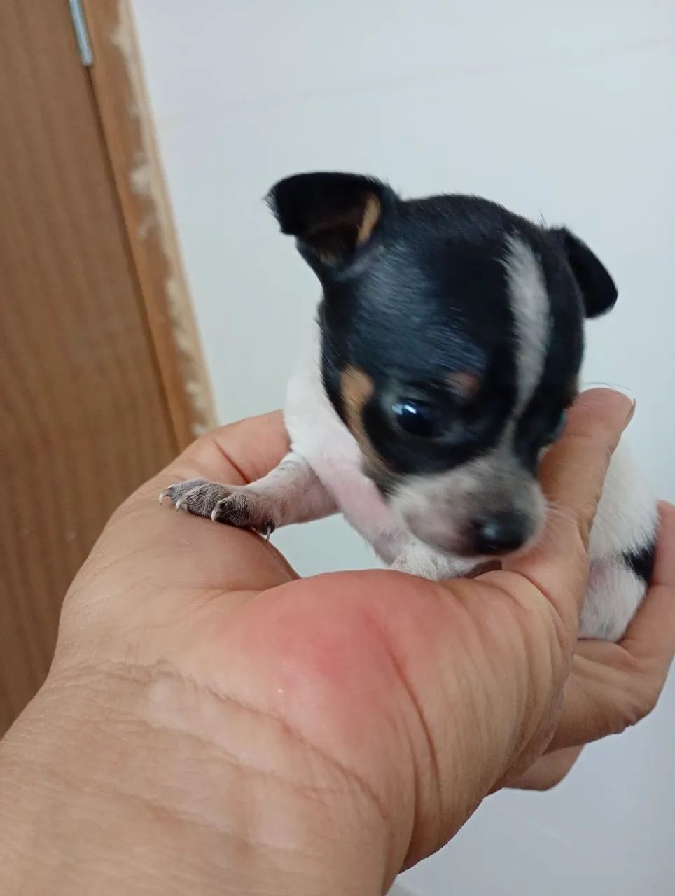 Pinscher 0 - Foto 3