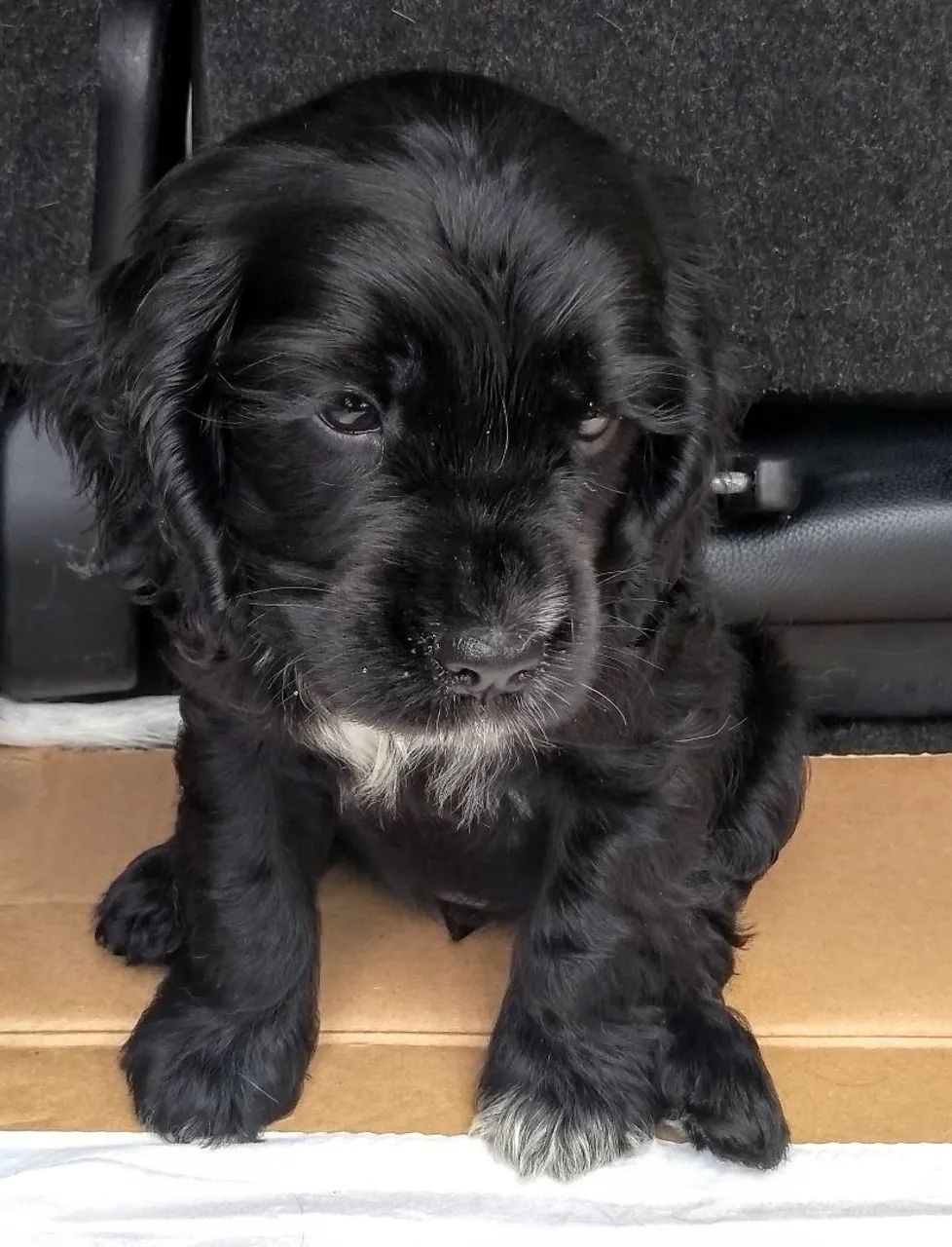 Cocker Spainel  - Foto 4