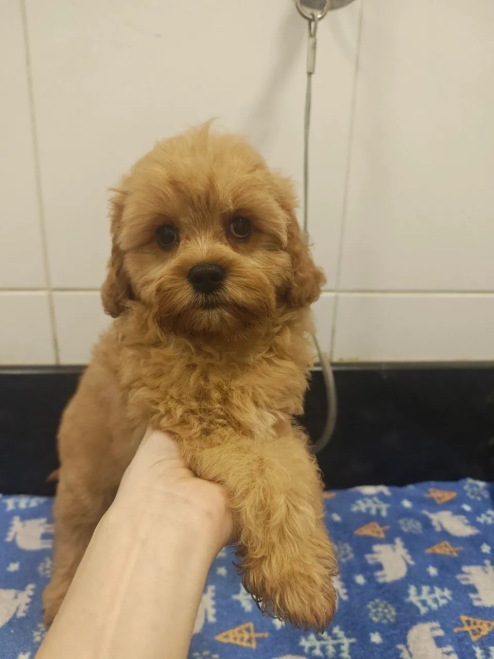 Lindos filhotes de Cavapoo machos na cor Creme 