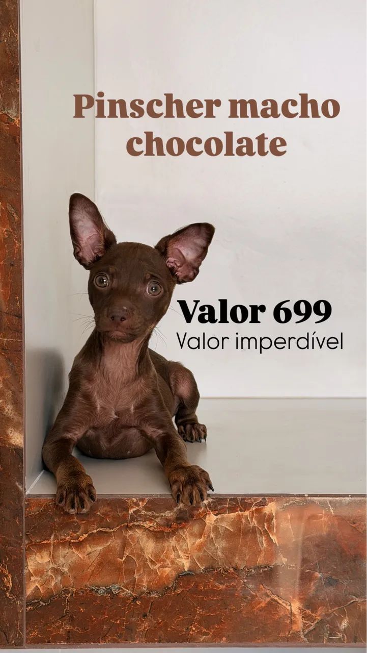 Pinscher chocolate macho 