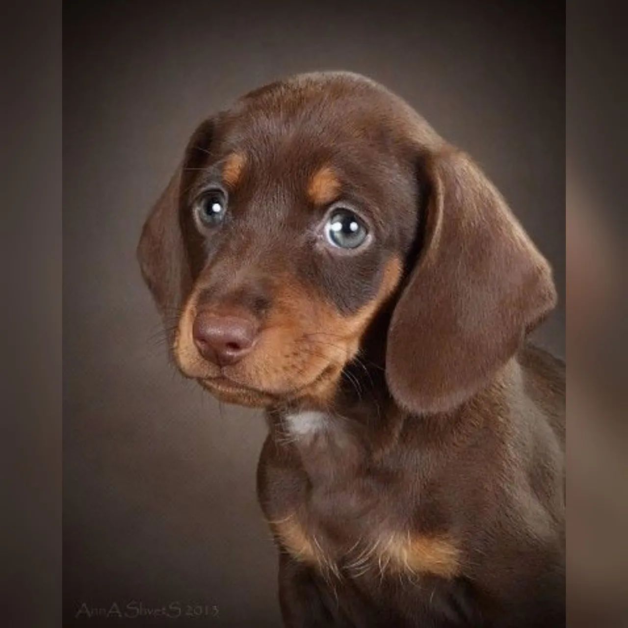 Dachshund Teckel salsichinha 