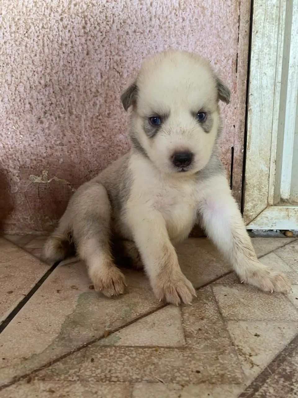 Husky siberiano  - Foto 4