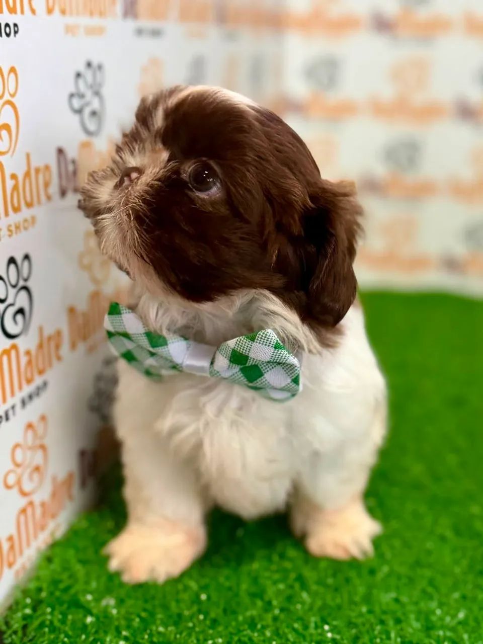 Shih-tzu Macho  - Foto 2