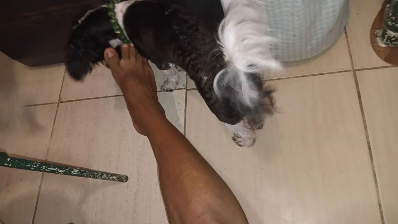 Pet moana - Foto 3