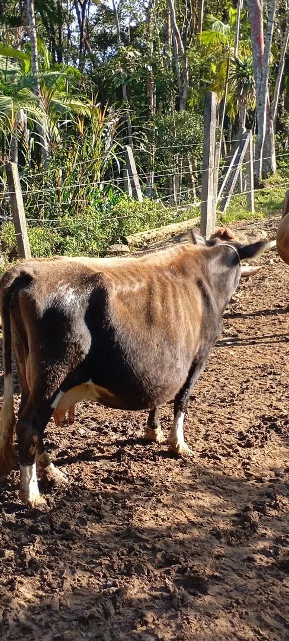 Vendo vacas de leite  - Foto 2