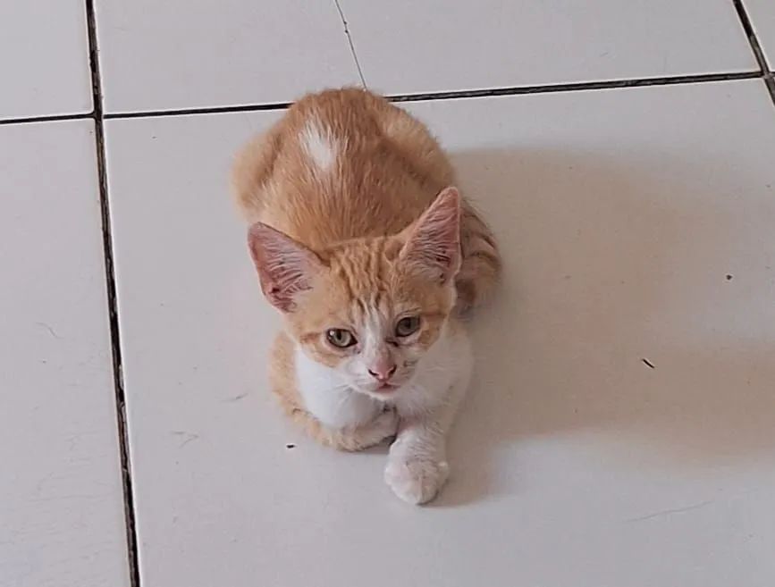 Doação de gato macho filhote - Foto 2