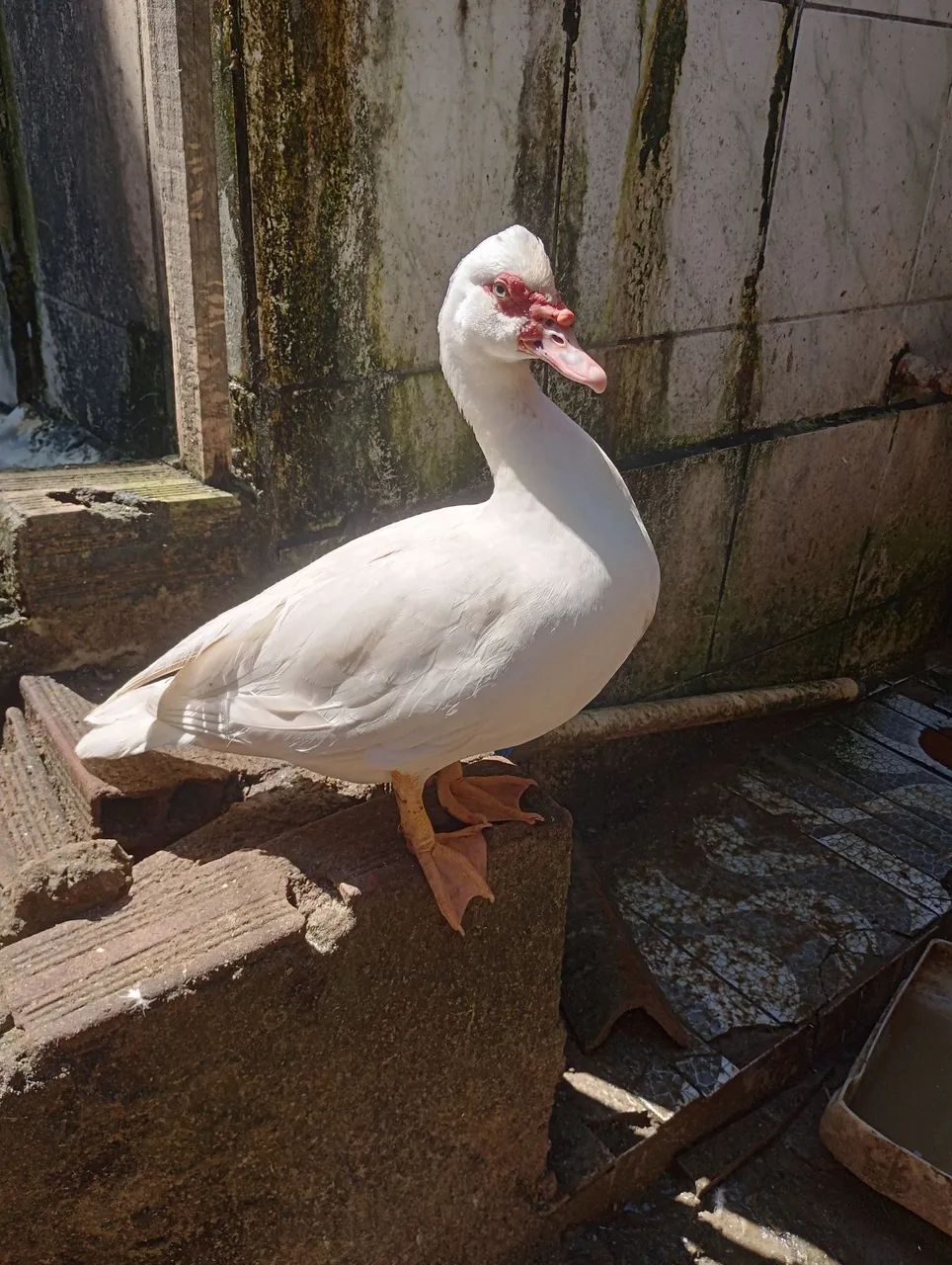 Pato - Foto 4