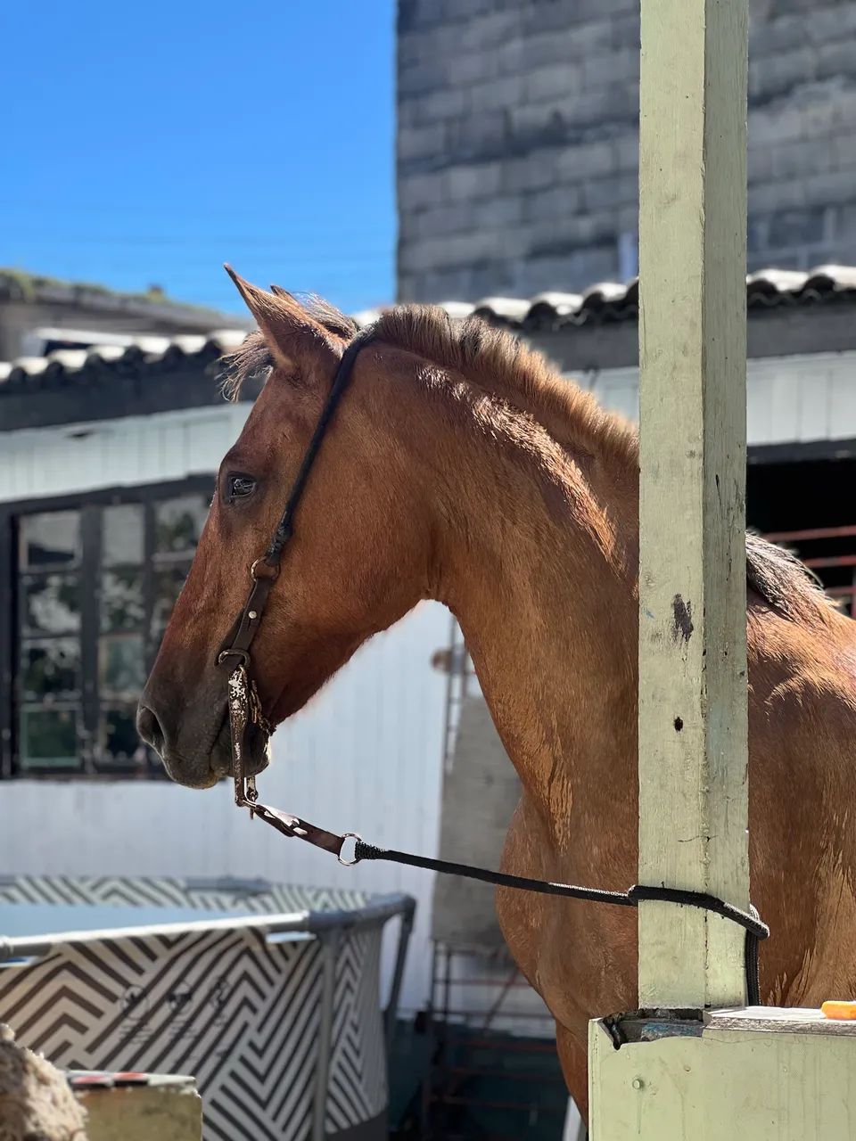 Égua crioula - Foto 3