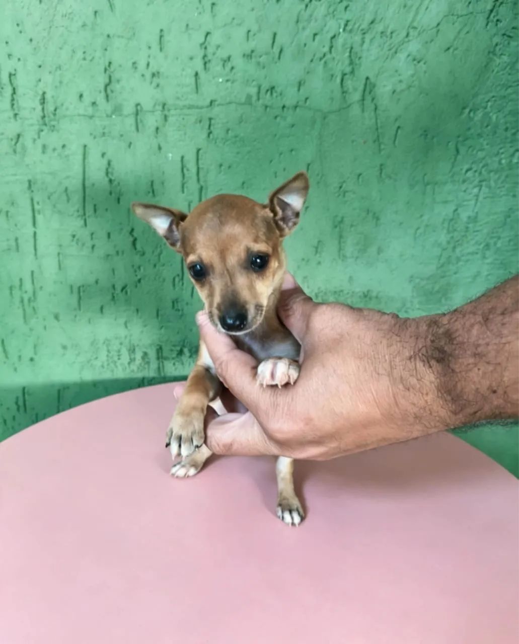Pinscher 