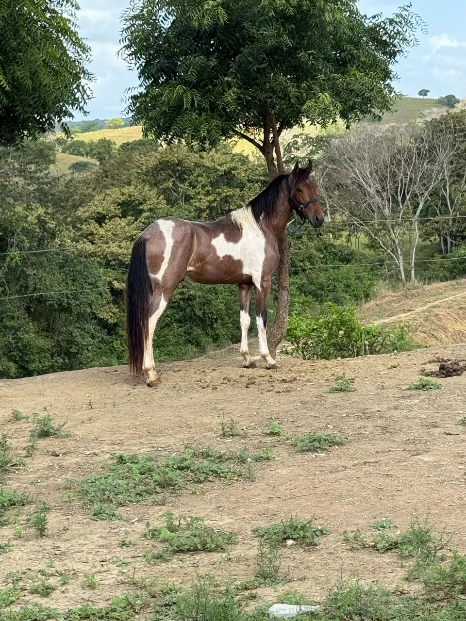 Potro Mangalarga  - Foto 3