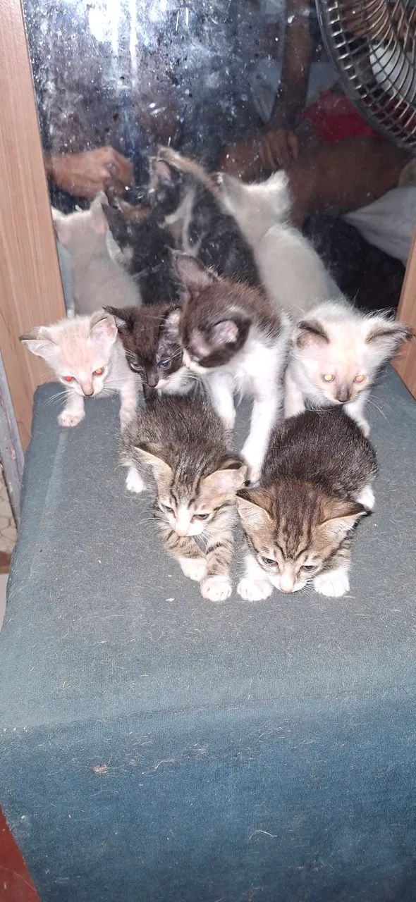 Gatos com 2 messes  - Foto 2