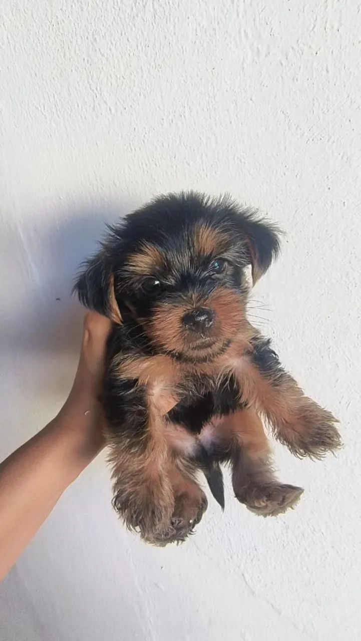 FILHOTES DE YORKSHIRE TERRIER  - Foto 3