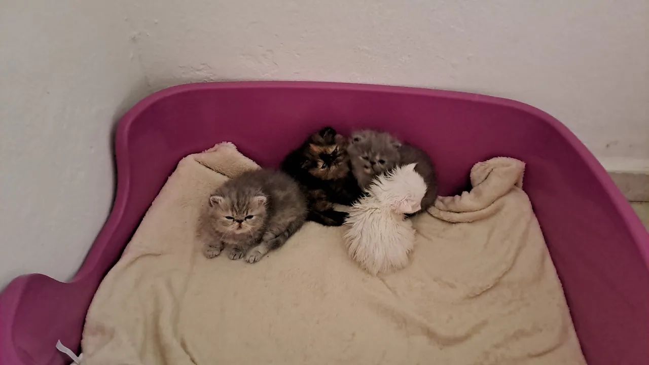 PET - Foto 3