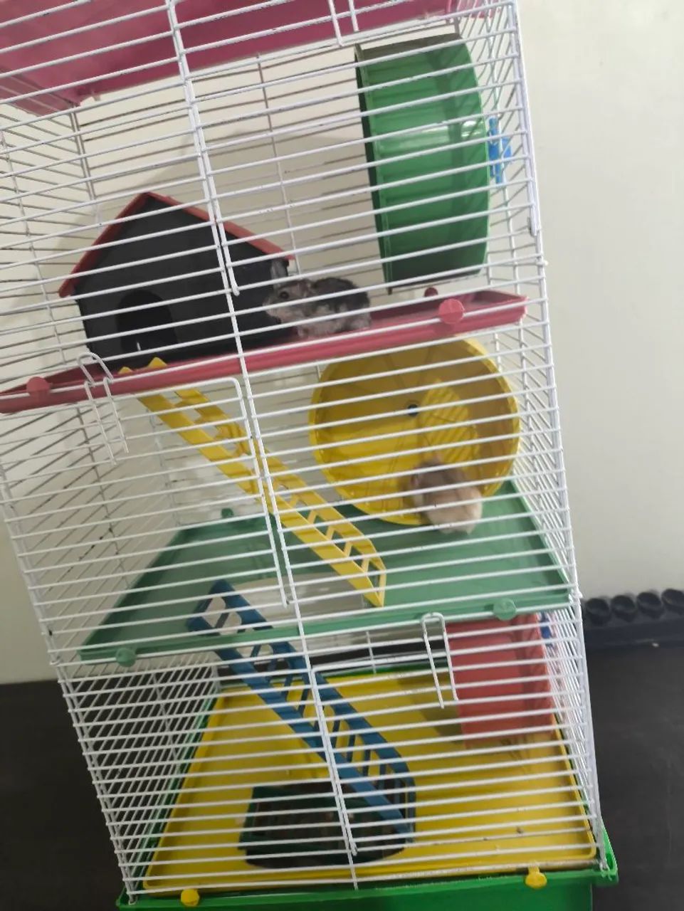 Hamster + casinha ! - Foto 4
