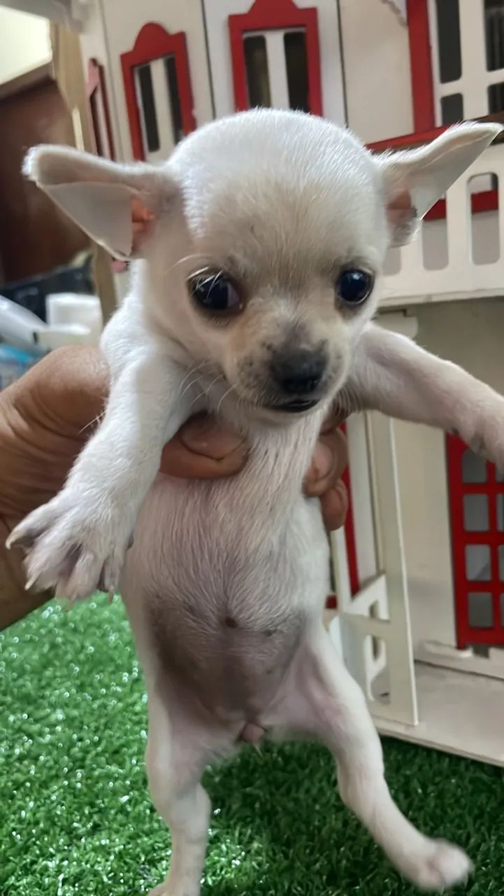Chihuahua do México  - Foto 2