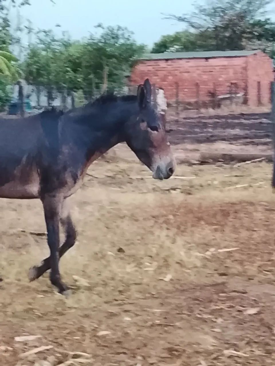 Mula de patrão  - Foto 5