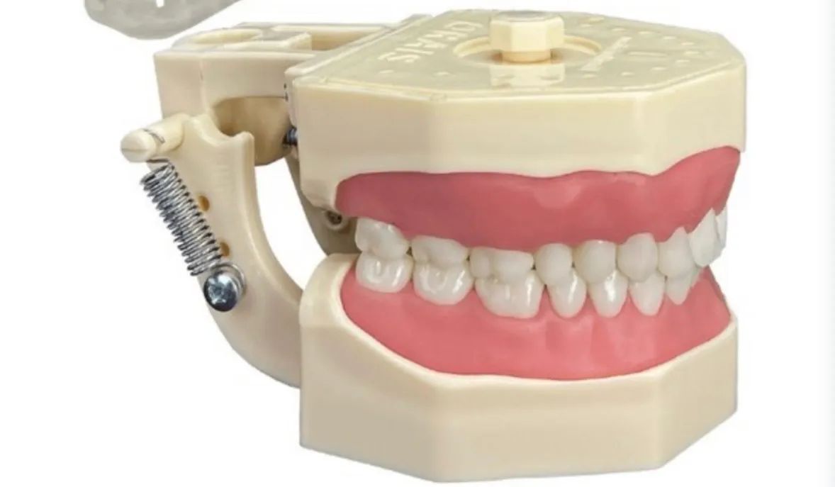 Manequim Periodontia