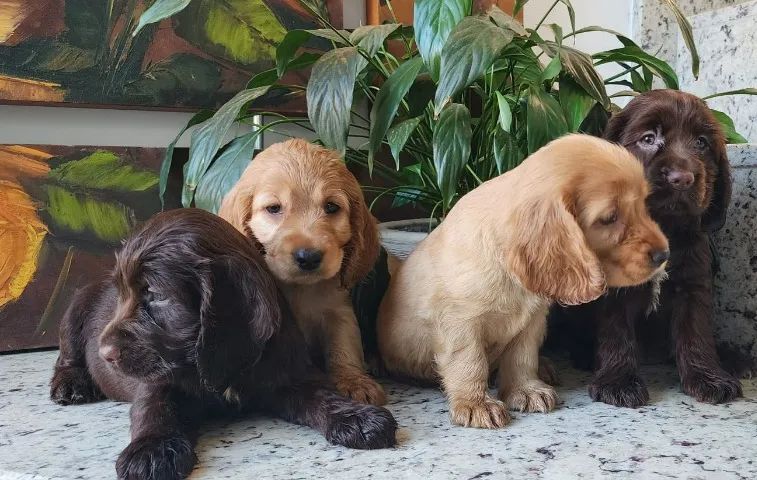 Machos e Fêmeas de Cocker Com Pedigree!! 