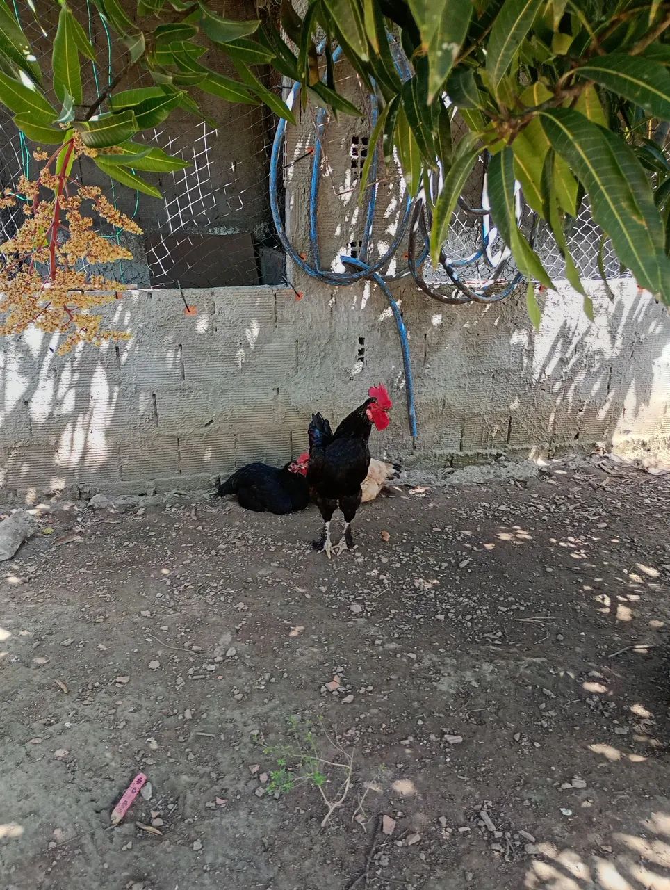 Casal de Frangos  - Foto 4