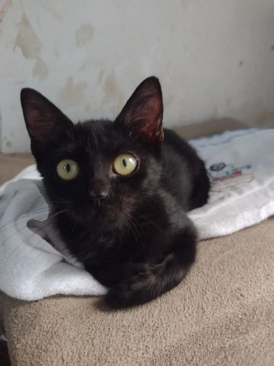 Gatinho macho para adoção responsável  - Foto 2